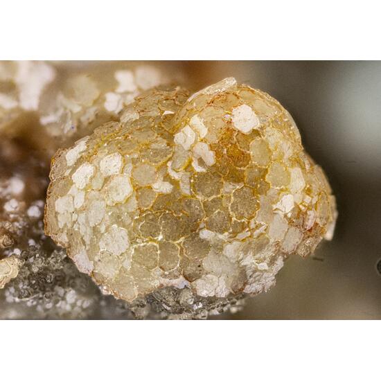 Willemite & Hemimorphite