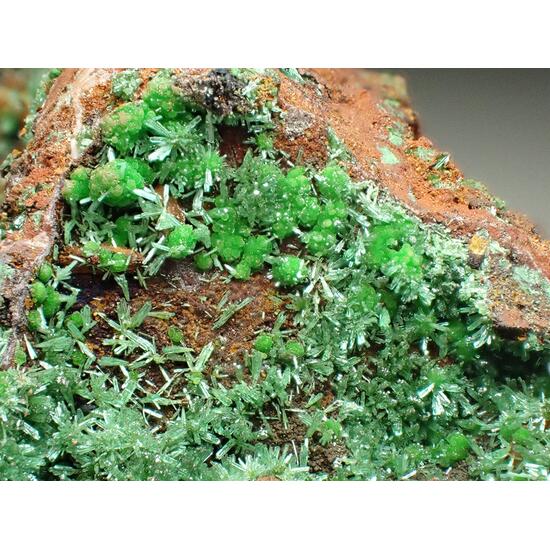 Olivenite & Conichalcite