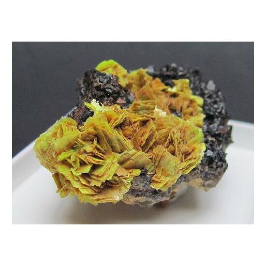 Meta-autunite & Black Smoky Quartz