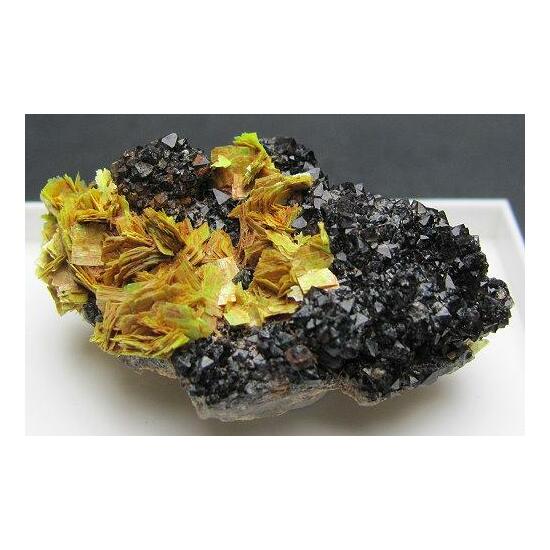 Meta-autunite & Black Smoky Quartz