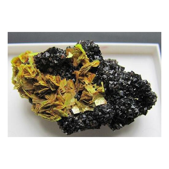 Meta-autunite & Black Smoky Quartz