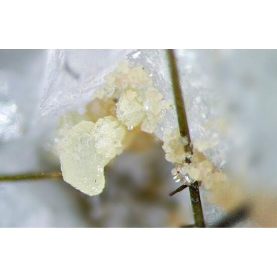 Calcioburbankite Albite & Epididymite