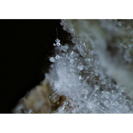 Clinoptilolite-Na & Mordenite