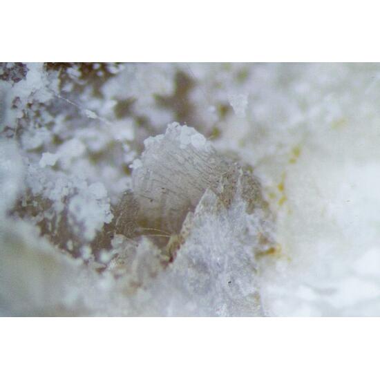 Clinoptilolite-Na & Mordenite