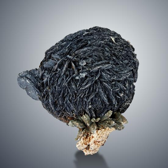 Iron Rose With Prase