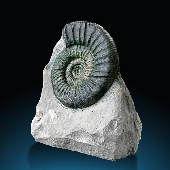 Fossil