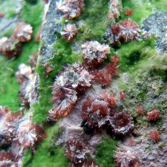 Erythrite & Conichalcite