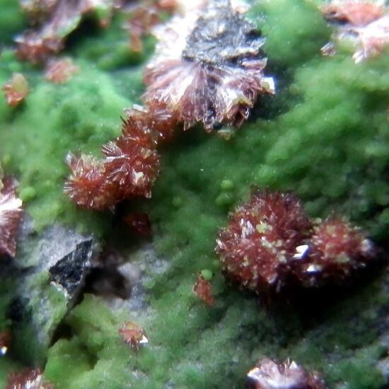 Erythrite & Conichalcite