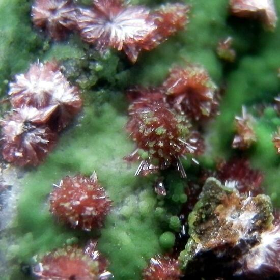 Erythrite & Conichalcite