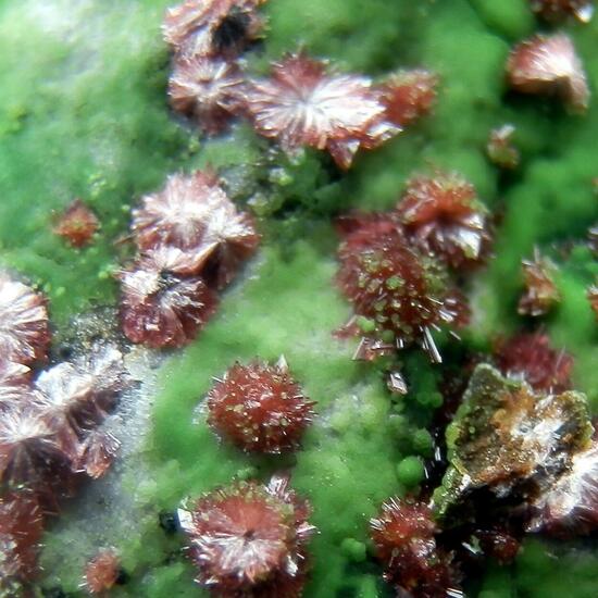 Erythrite & Conichalcite