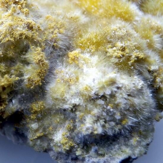 Halotrichite & Pickeringite