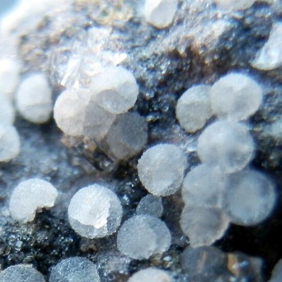 Phillipsite & Chabazite & Offretite