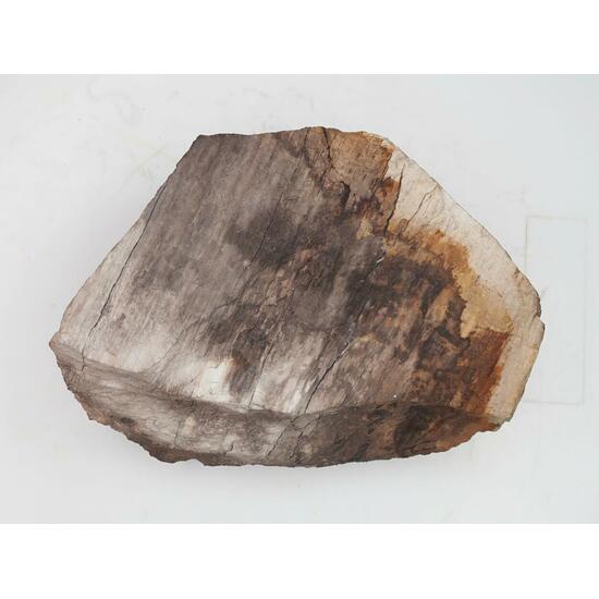 Petrified Wood