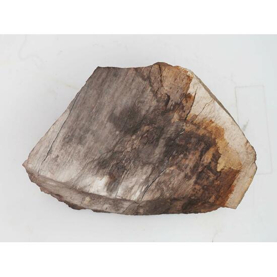 Petrified Wood