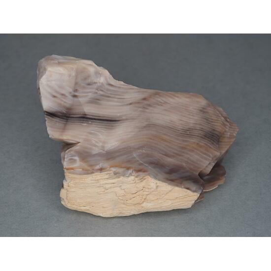 Petrified Wood