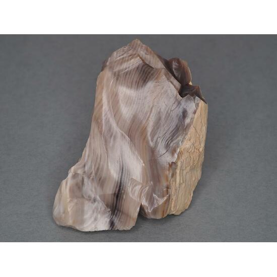 Petrified Wood