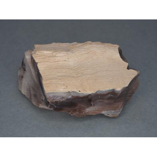 Petrified Wood