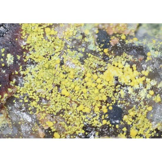 Volborthite & Carnotite