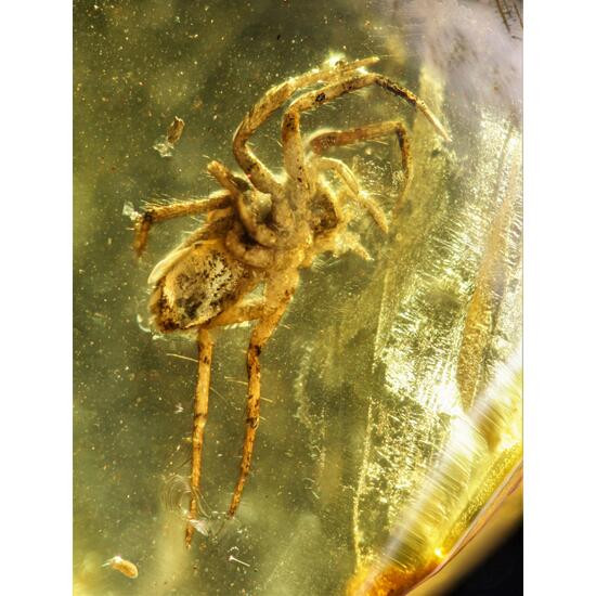 Amber With Spider