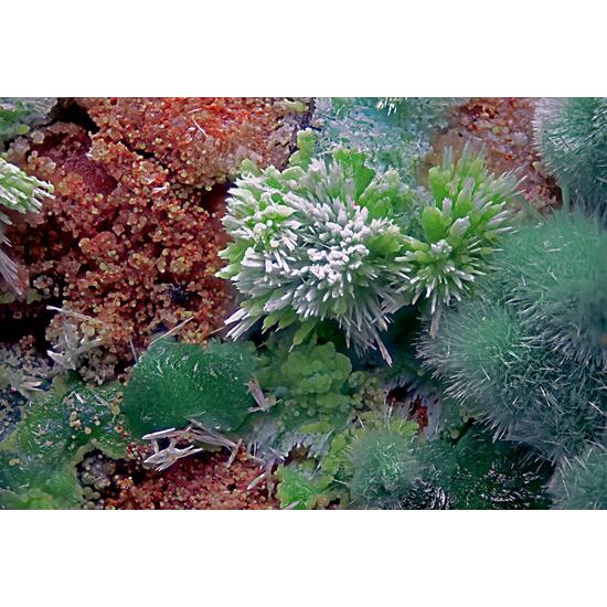 Goldhillite Zincolivenite & Aurichalcite