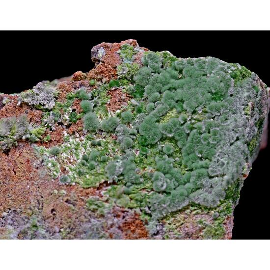 Goldhillite Zincolivenite & Aurichalcite
