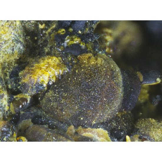 Jahnsite Rockbridgeite & Mitridatite