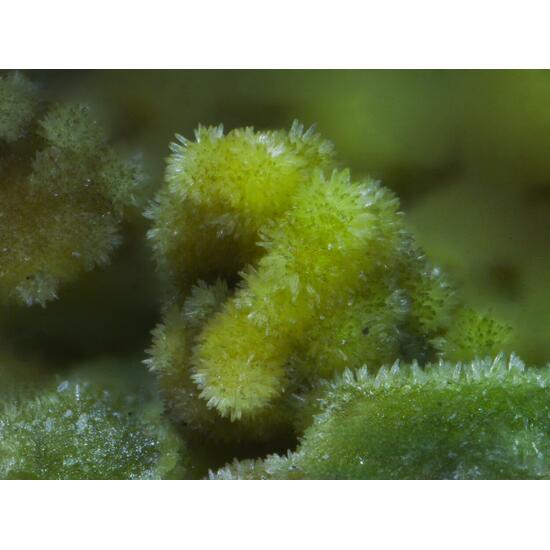 Pyromorphite Cerussite & Malachite