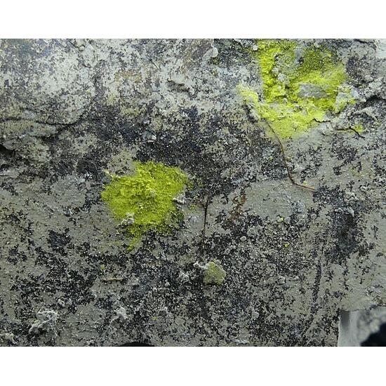 Tyuyamunite & Sepiolite