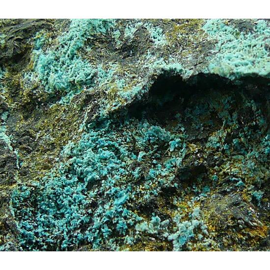 Serpierite & Magnetite