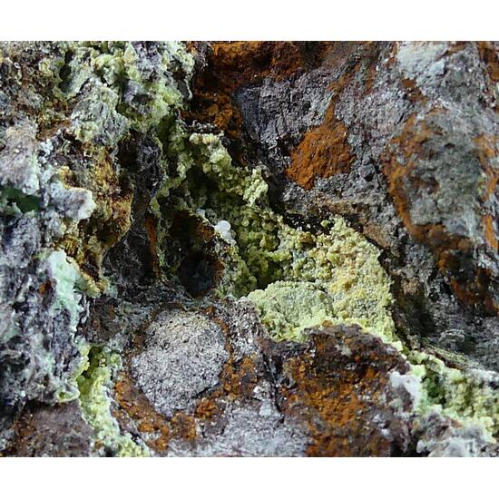 Montgomeryite & Tinticite