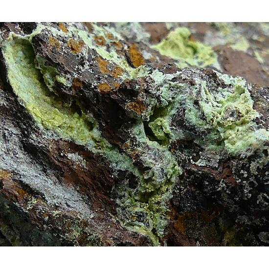 Montgomeryite & Tinticite