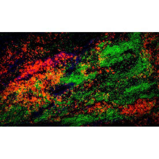 Willemite Calcite Fluorite & Wollastonite