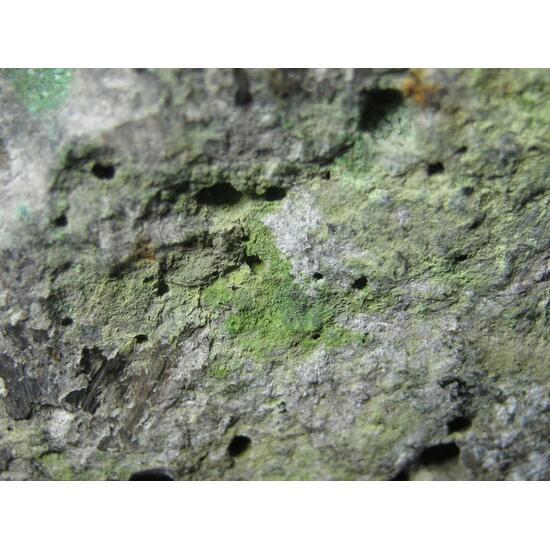 Atacamite & Volborthite