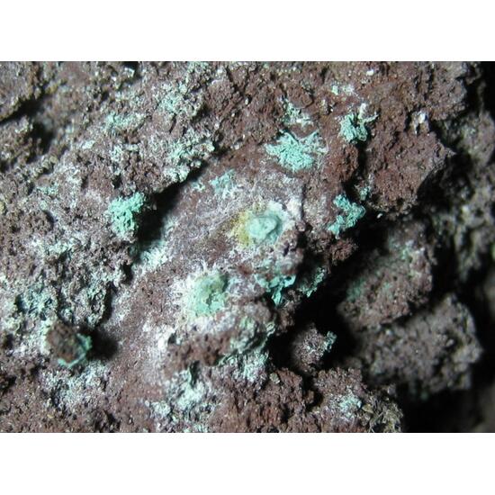 Paratacamite