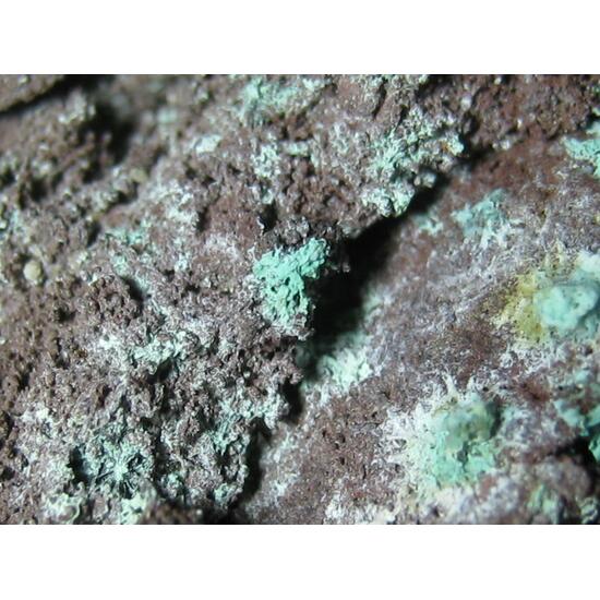 Paratacamite