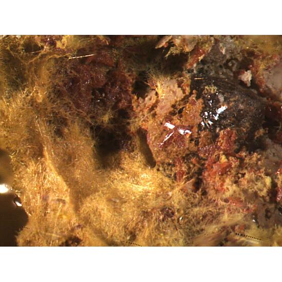 Uzonite & Alacránite