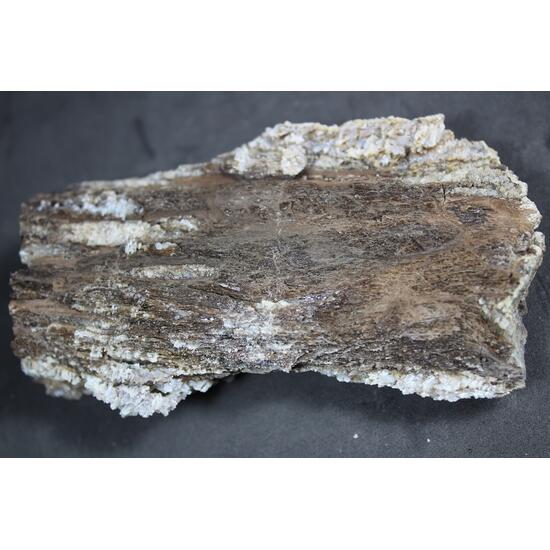 Chalcedony Psm Fossil Wood