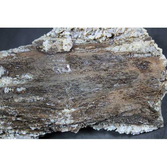 Chalcedony Psm Fossil Wood