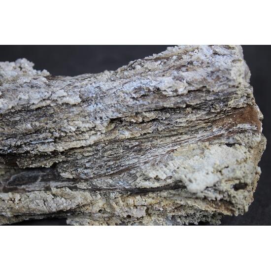 Chalcedony Psm Fossil Wood