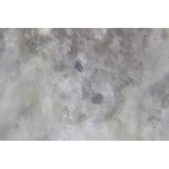 Morimotoite & Perovskite