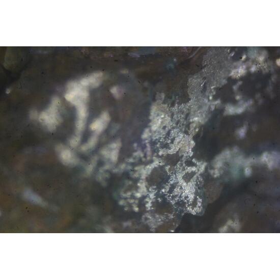 Silver Cuprite & Malachite