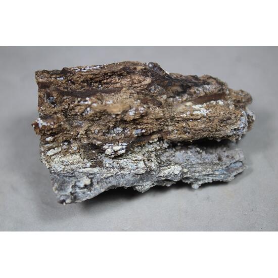 Chalcedony Psm Fossil Wood