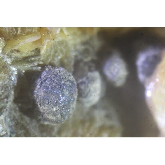 Caryopilite & Tinzenite