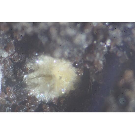 Piemontite Pennantite & Ganophyllite