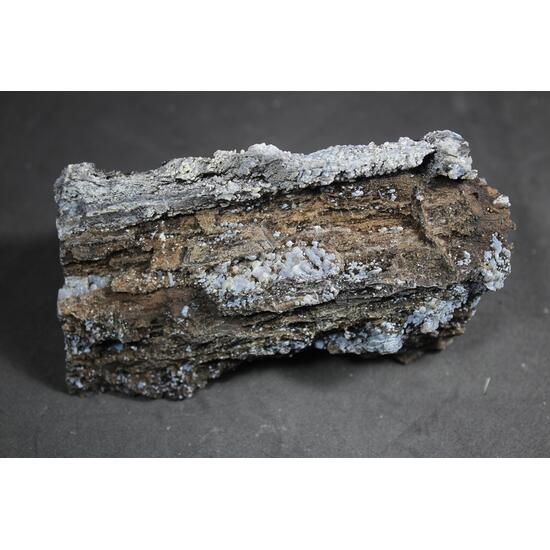 Chalcedony Psm Fossil Wood