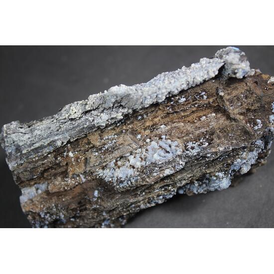 Chalcedony Psm Fossil Wood