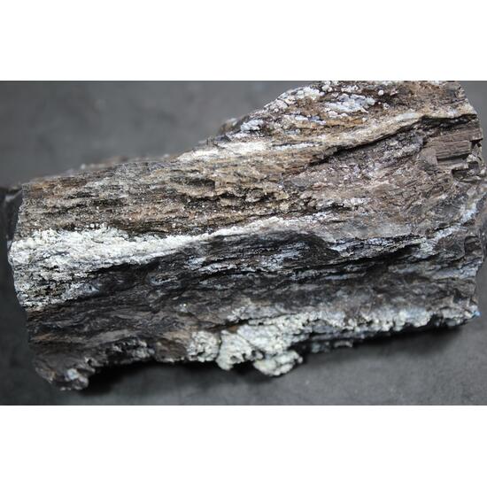 Chalcedony Psm Fossil Wood