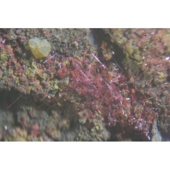 Cuprite Var Chalcotrichite