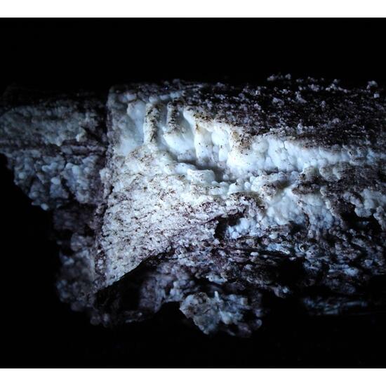 Chalcedony Psm Fossil Wood