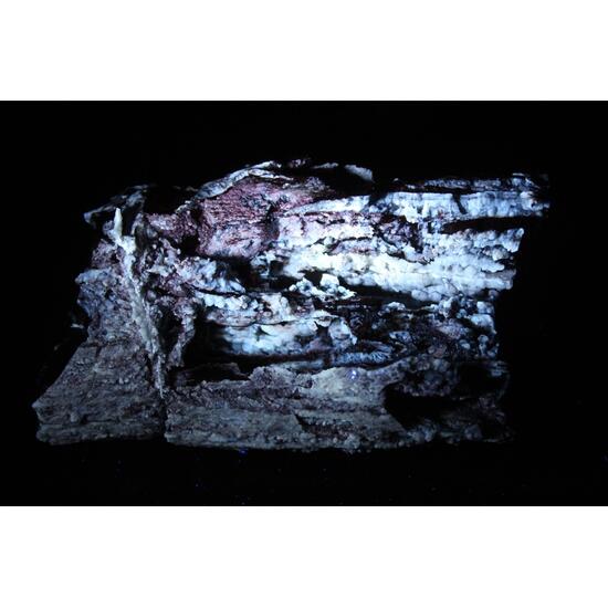 Chalcedony Psm Fossil Wood